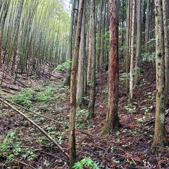 5.8万円　大崎市岩出山　18420坪以上のの広大な敷地　キャンプ場や動物たちと一緒にポツンと一軒屋に住みませんか　大崎市 − 宮城県