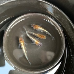三色体外光めだか即採卵可オス1 メス3の画像