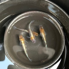 三色体外光めだか即採卵可オス1 メス3の画像