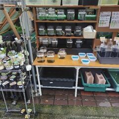 【メダカ】めだか色々！ミジンコ、ゾウリムシも！