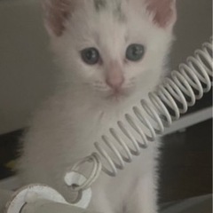 可愛い仔猫の兄妹です。飼い主不在確認済み - 山武郡