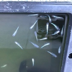 【メダカ】幹之10匹の画像