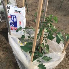 無農薬家庭菜園、パーマカルチャー、自然農法に興味ある方、一緒に野菜を育ててみませんか？ - メンバー募集