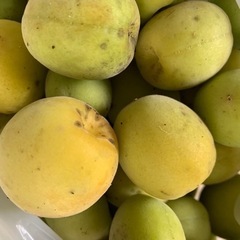 南高梅１キロ300円