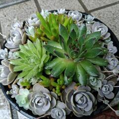 ✢多肉植物✢　寄せ植え　0615の画像