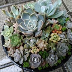 ✢多肉植物✢　寄せ植え　0615