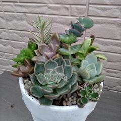 ✢多肉植物✢　寄せ植え　0615の画像