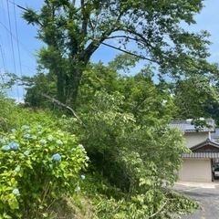 草刈り、伐採、その他