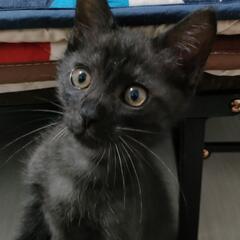 里親さん募集