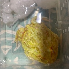 🐸アルビノクラウンツノガエル(イエロー)🐸の画像