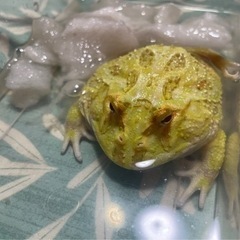 🐸アルビノクラウンツノガエル(イエロー)🐸の画像