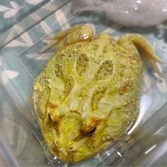 🐸アルビノクラウンツノガエル(イエロー)🐸