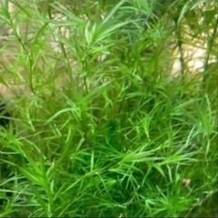 水草バケツいっぱい！ナヤス、アナカリス、バリスネア混合