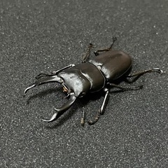 コクワガタ　③   原名亜種