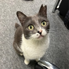 🌸里親さん決定しました🌸短め鍵しっぽ！甘えんぼうなグレーハチワレ...