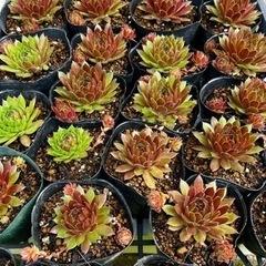 多肉植物　センペルビウム　タルフ　大きめ③