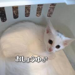 ありがとうございます！里親様決まりました！今だけかも？！キトンキ...