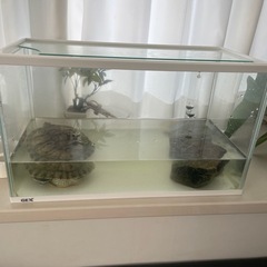 亀水槽&赤耳ミシシッピ　あげます。　引き取り限定の画像