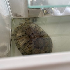 亀水槽&赤耳ミシシッピ　あげます。　引き取り限定の画像