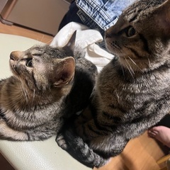 2匹の雄猫里親募集