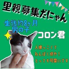 1歳未満　生活するのには全く支障はありません、人慣つっこいコロン...