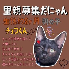 1歳未満　とっても性格の良い人慣つっこいチョコ君【7月30日(日...