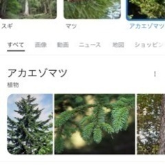 アカエゾマツ　植木　約3mほど　庭木　ガーデニング　の画像