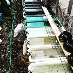 １０月２０日めだかラスト販売します。（12時半から16時まで）の画像