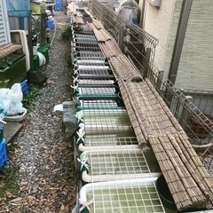 １０月２０日めだかラスト販売します。（12時半から16時まで）の画像
