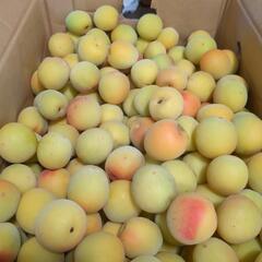 南高梅1キロ〜(10キロあり)本日中ひきわたし