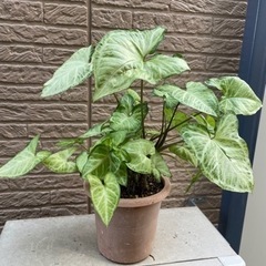 3. シンゴニウム