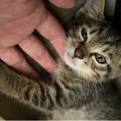 本日保護猫された子猫ちゃん　（代理投稿です）