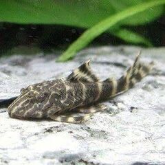 【熱帯魚】タイガープレコ１匹