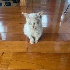 ︎✿ 【里親募集】助けてくださる方♡ 見た目は可愛くはないかもしれないけど、性格がとても可愛い猫ちゃん ︎✿ - 猫