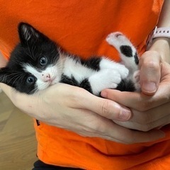 子猫　黒