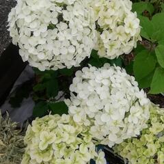 アナベル切り花