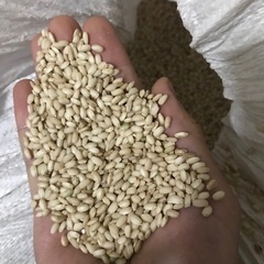 茨城県の玄米の中古が安い！激安で譲ります・無料であげます