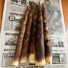 真竹　　5本