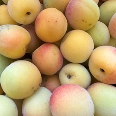 完熟　南高梅　１キロ　200円