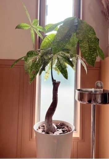 パキラ ミルキーウェイ