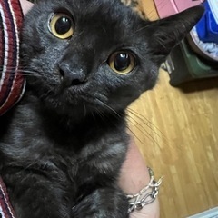 ブラックスモーク　アメリカンショートヘア