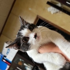 おてんばアメリカンショートヘア