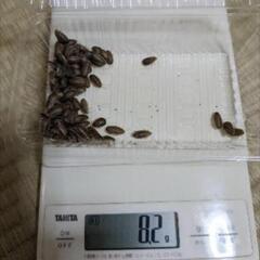 デュビア SSサイズ 100匹