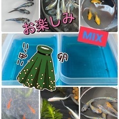 ③メダカ　何が産まれるかお楽しみ卵MIXセット　今ならミナミヌマ...