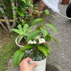 源平カズラ　子持ち蓮華の画像