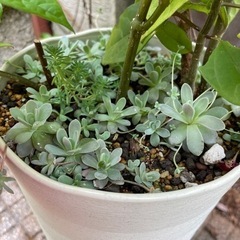 源平カズラ　子持ち蓮華の画像