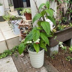 源平カズラ　子持ち蓮華の画像