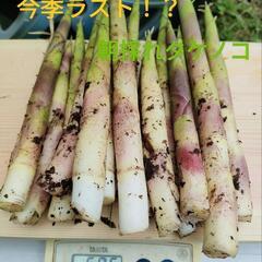 【17日予約分】極上タケノコ　根曲がり竹　500g