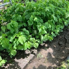 ありがとうございました。受付を終わらせて頂きました。明日は、昼か...