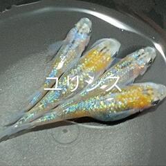 【開成町あじさい祭り】メダカ販売　6月17日、18日 - 地域/お祭り
